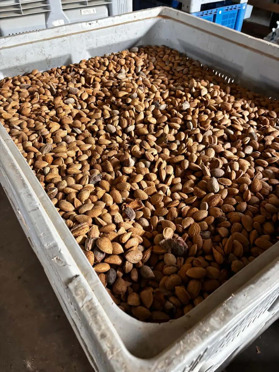 A large bin of almonds in their shells
