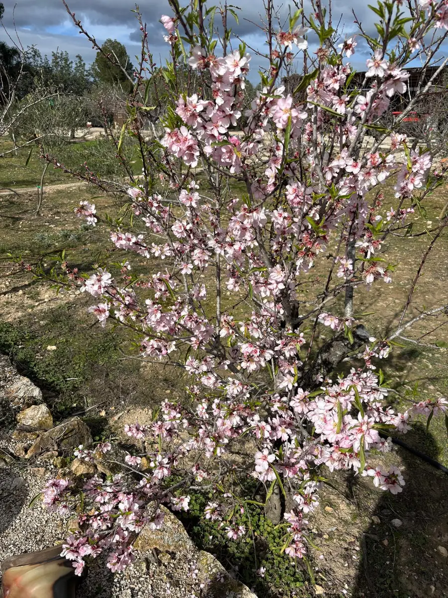 An almond tree covered in pink blossom