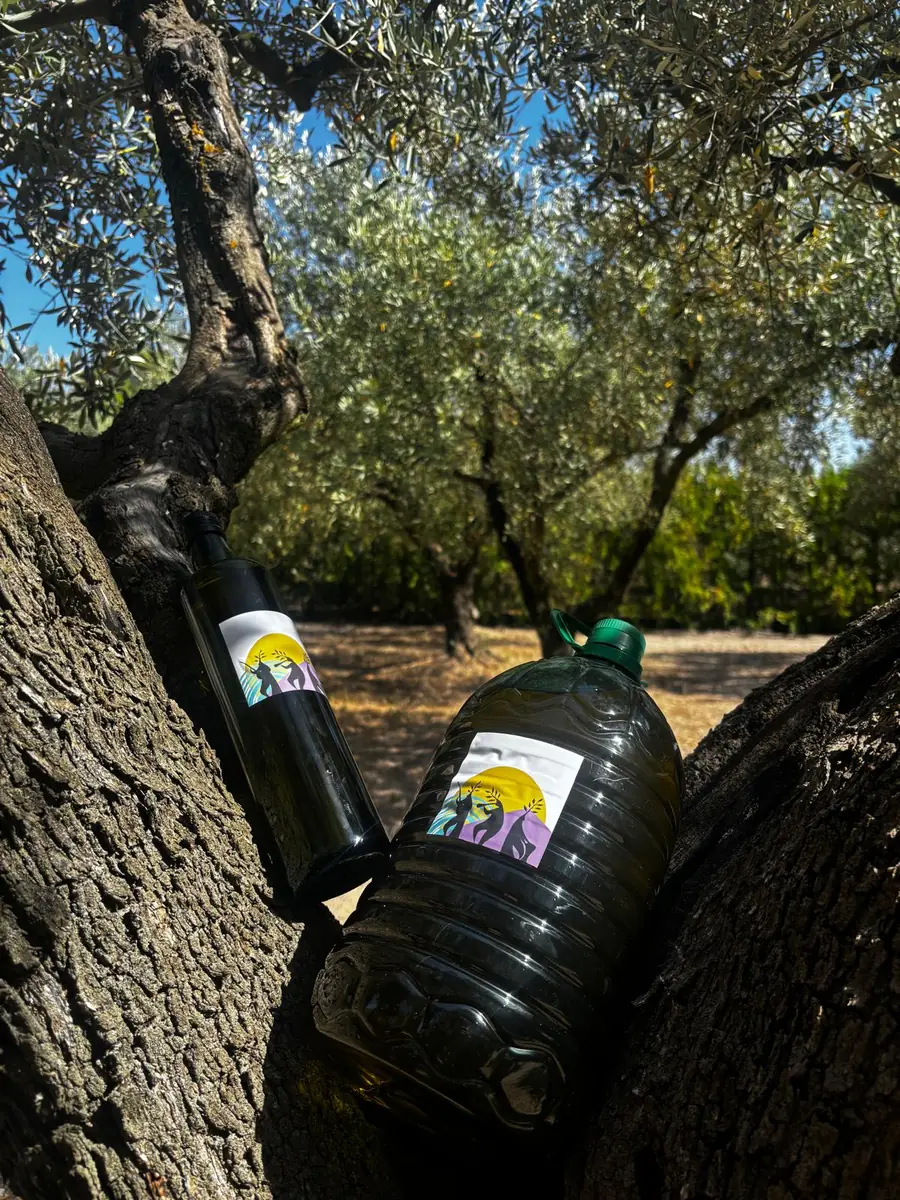 A bottle and a five-litre jug of our olive oil resting in the fork of an olive tree