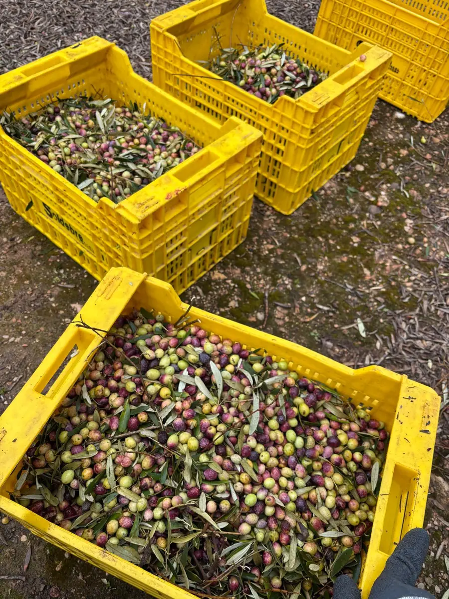 Yellow crates full of freshly picked olives