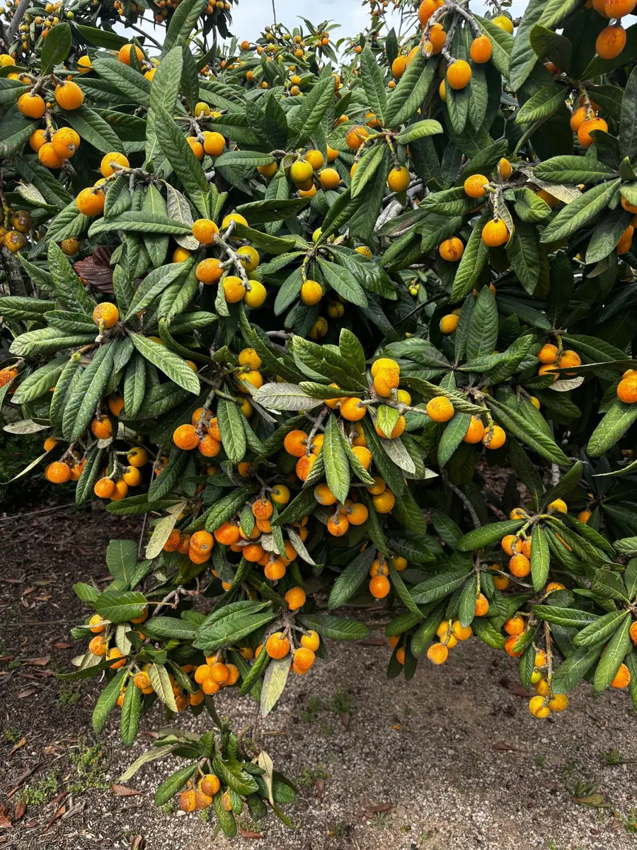 A loquat tree full of orange fruit