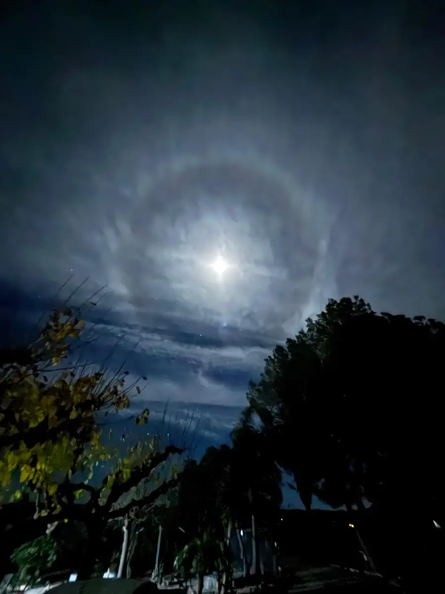 A bright moon with a pale halo above dark trees at night
