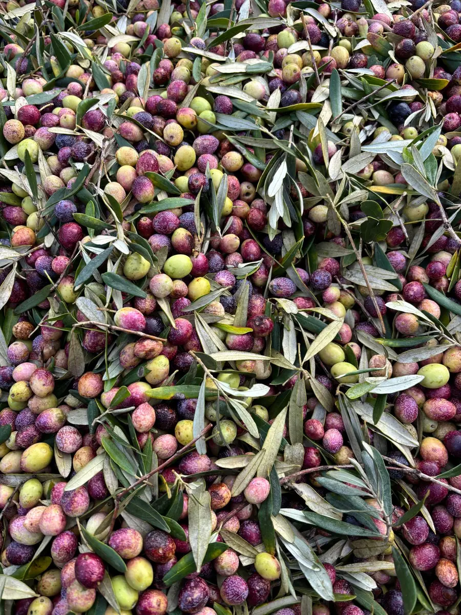 Freshly picked olives and leaves in purple, green and yellow