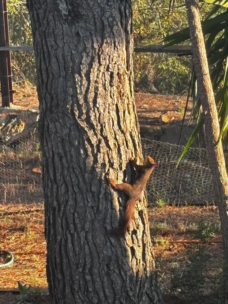 A red squirrel climbing a pine trunk in low evening sun